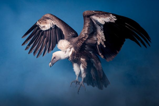 Hayvanlar Alemini Sizler İçin Yakından İnceledik