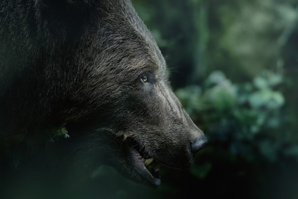 Ayıların Ormandaki Sessizliğini Anlatan Kareler