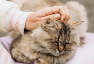 Sevildiğini Anlayan Kediler.