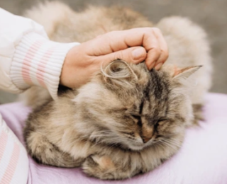 Sevildiğini Anlayan Kediler.